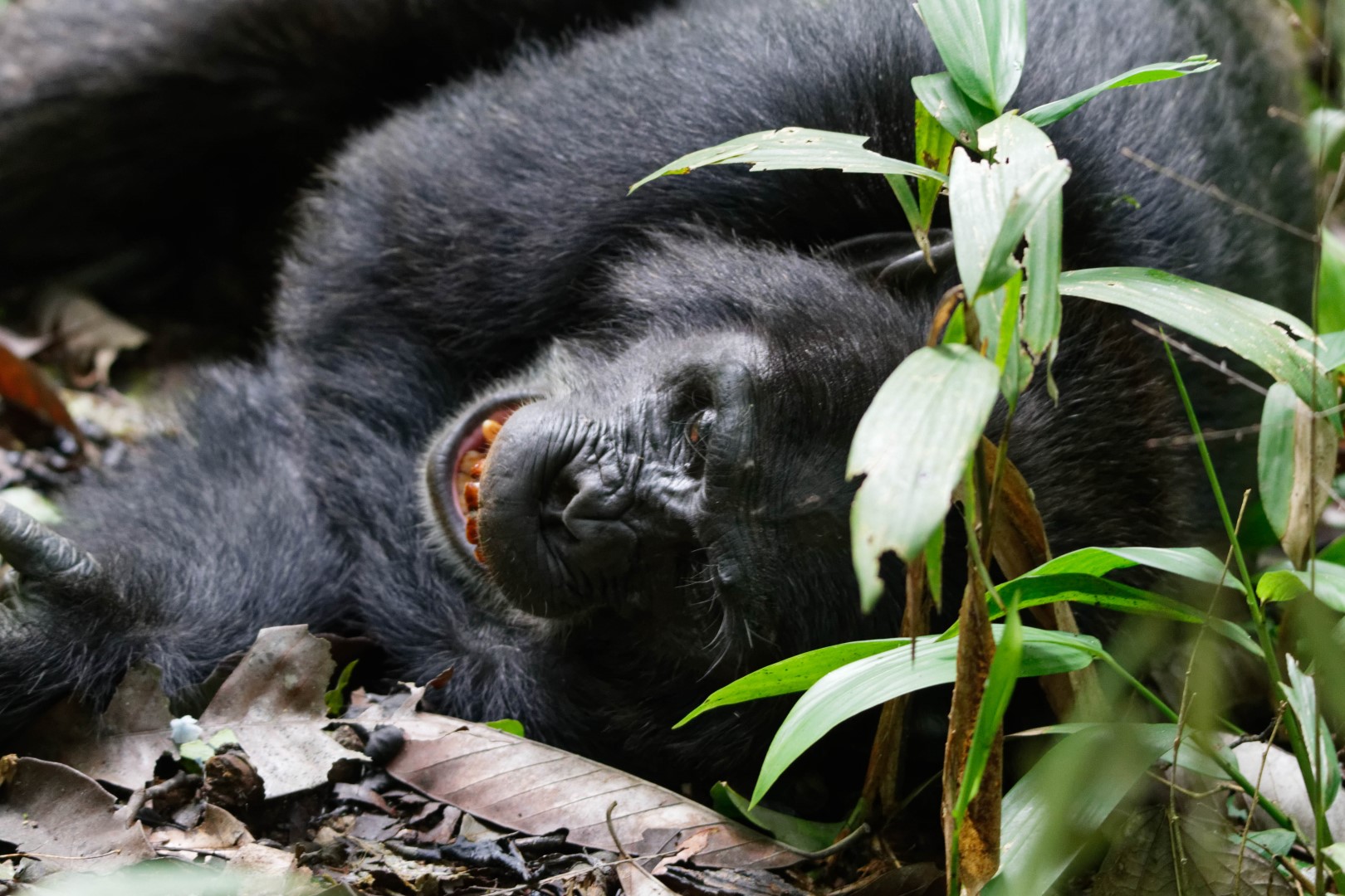 Playful female mountain gorilla