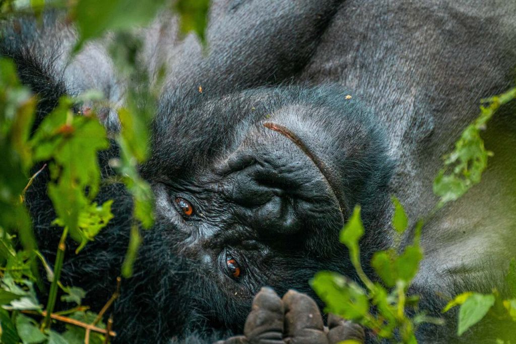 Relaxed Mountain gorilla in Bwindi Impenetrable National Park. Credit: BucketListly.blog